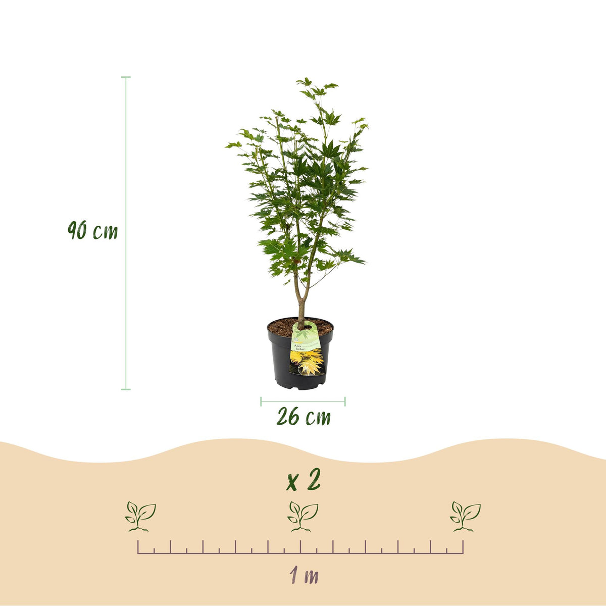 Acer palmatum 'Jordan' (Japanse esdoorn) – geel – Ø26 cm, 90 cm hoog