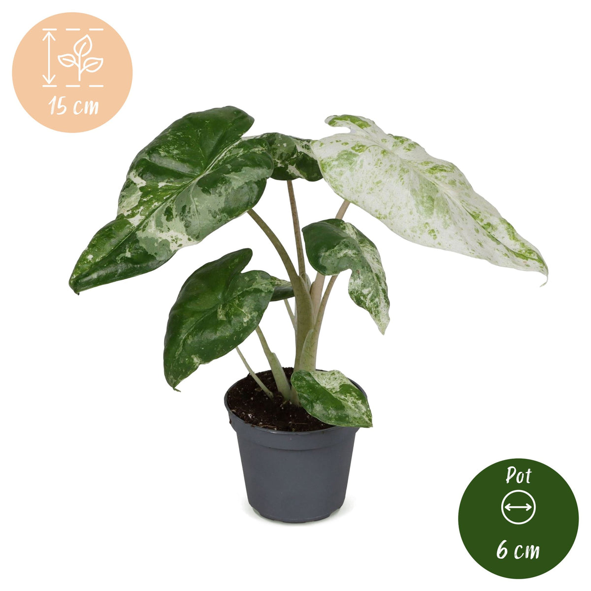 Alocasia Odora Variegata (oreille d'éléphant) – Ø6 cm, 15 cm de haut