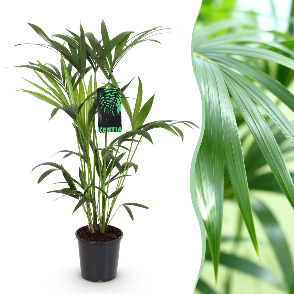 Howea forsteriana (Kentiapalme) – Ø 19 cm, 80–85 cm hoch