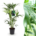 Howea forsteriana (Kentiapalme) – Ø 19 cm, 80–85 cm hoch