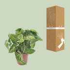 Syngonium Arrow – Ø12 cm, 25 cm hoog