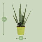 Aloe Vera – Ø12 cm, 45 cm høj