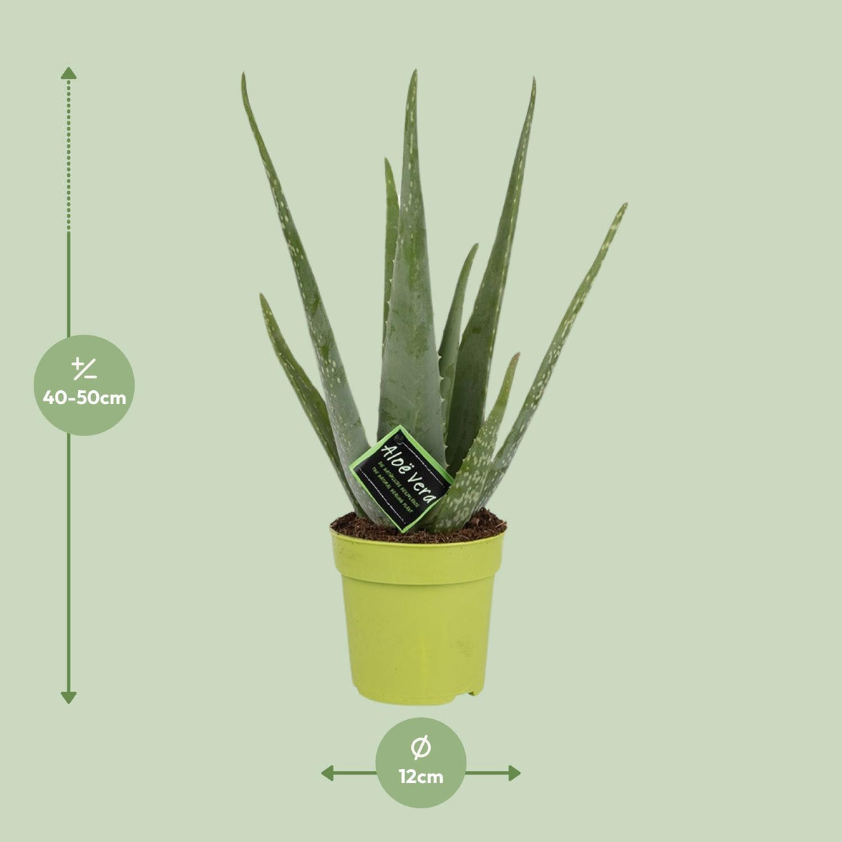 Aloe Vera – Ø12 cm, 45 cm høj