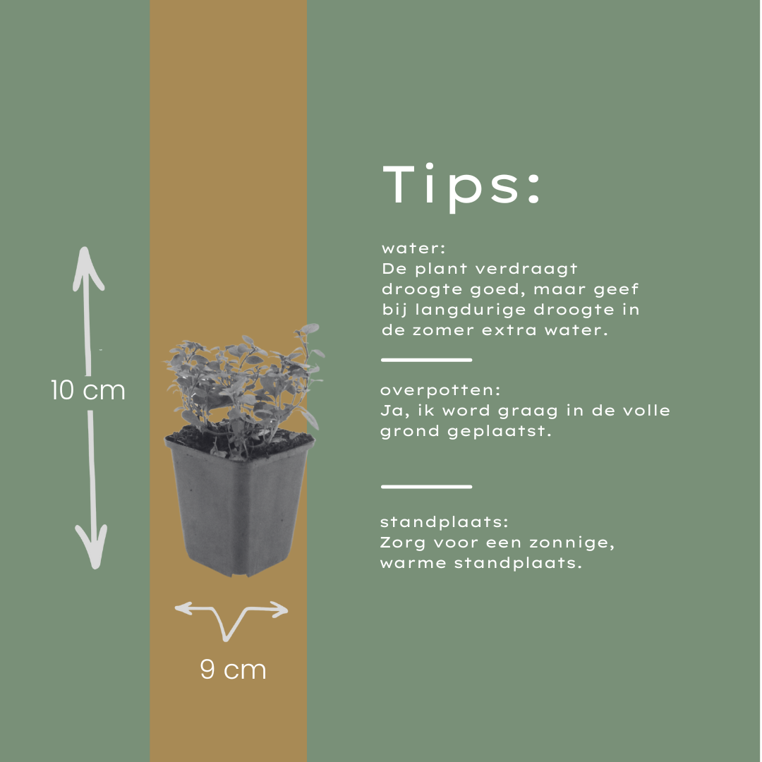 Origanum laevigatum 'Herrenhausen' (Oregano) – 24 Pflanzen, Ø 9 cm, 10–25 cm hoch – Bild 7
