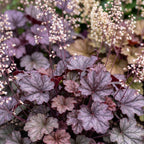 Heuchera micr. 'Palace Purple' (bell heather) – purple – 24 plants, Ø11 cm, 15–25 cm high