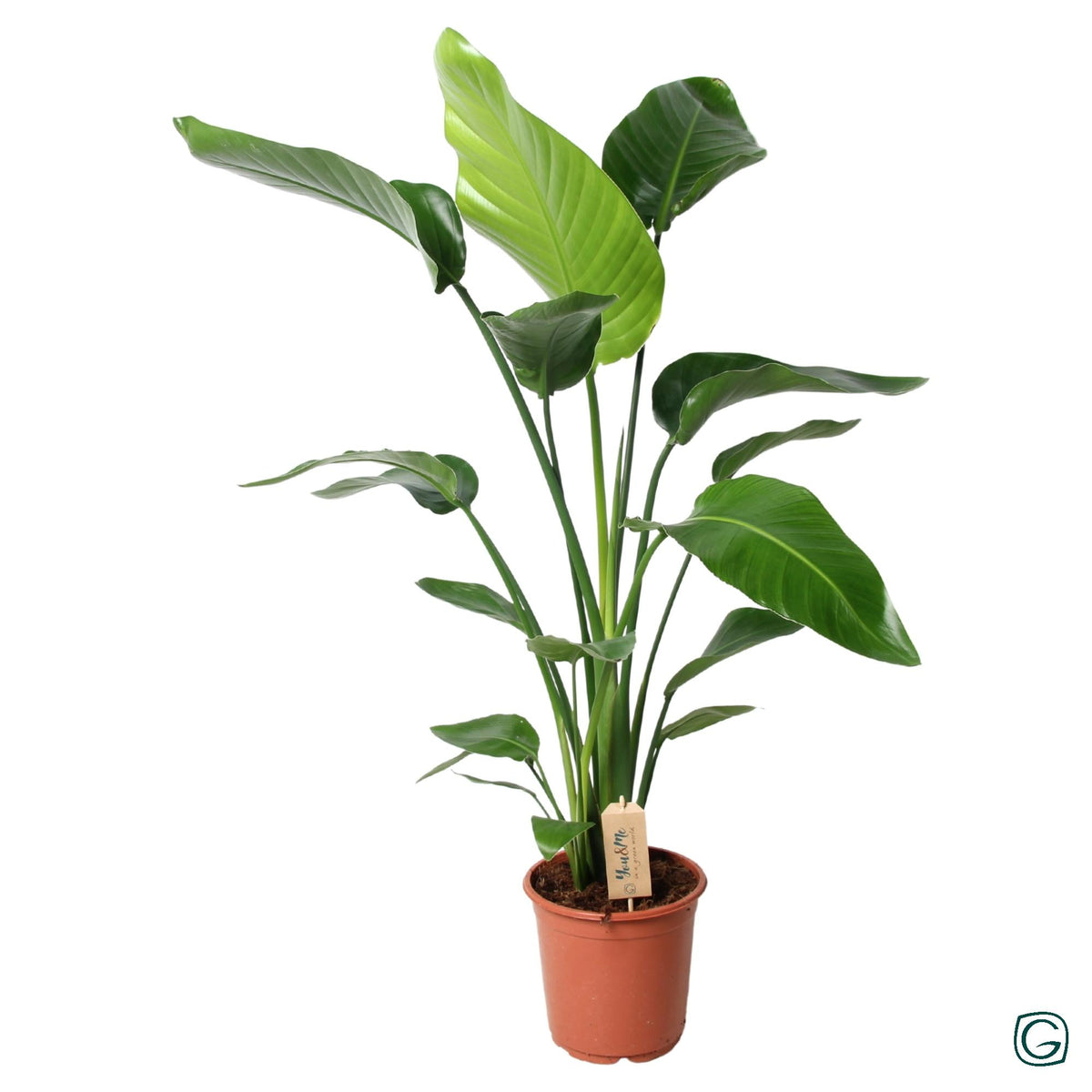 Strelitzia nicolai (witte paradijsvogelbloem) – Ø21 cm, 100 cm hoog – art. 12516