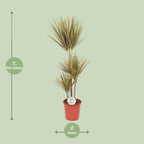 Dracaena Bicolor (drakträd) – Ø24 cm, 115 cm hög