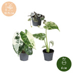 3× Babyplanter Variegata Mix – Ø6 cm, 10–15 cm høje