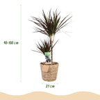 Dracaena Magenta (arbre dragonnier) avec panier – Ø21 cm, 90–100 cm de haut