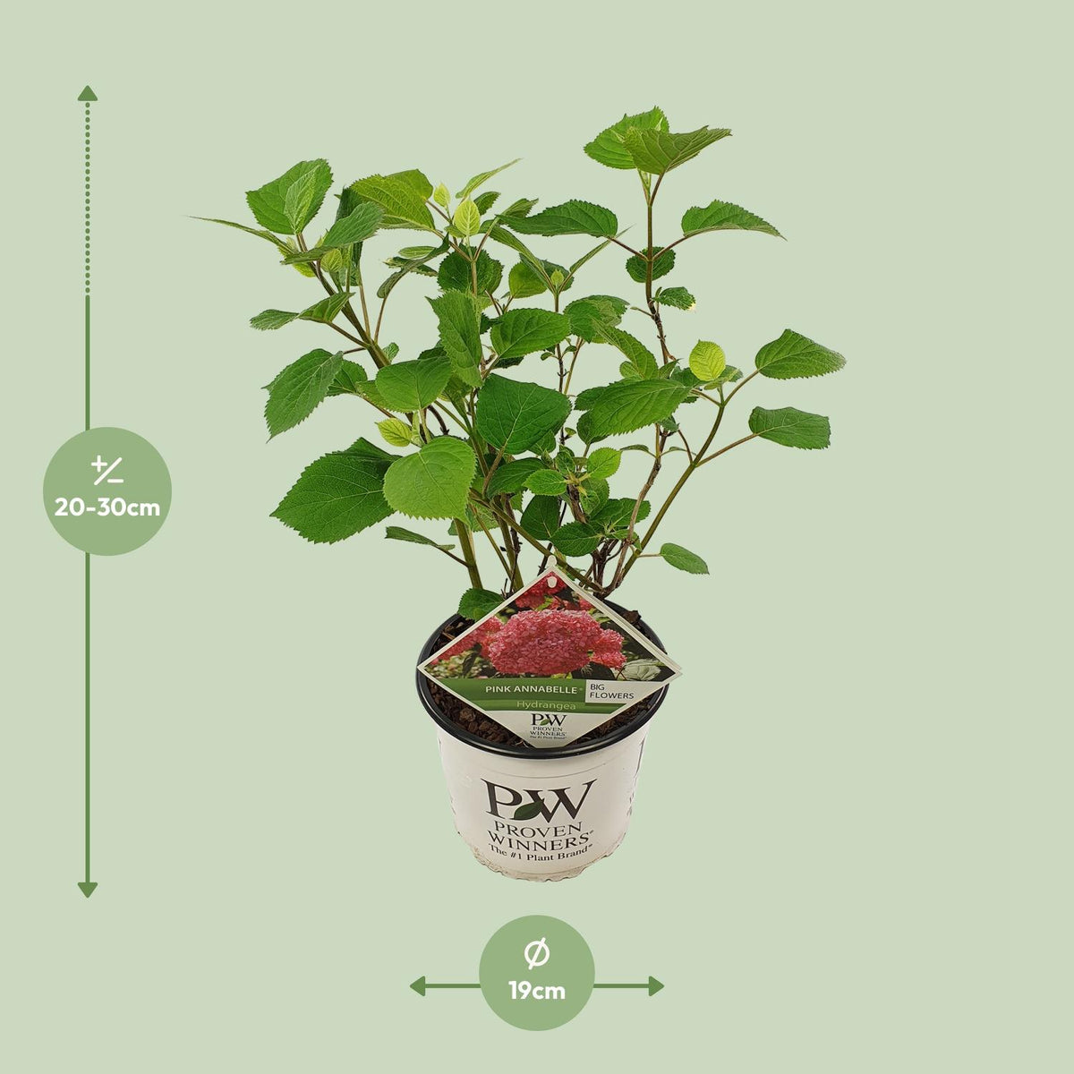 Hydrangea arbo. 'Pink Annabelle' (hortensia) – Ø19 cm, 30 cm de haut – photo 7