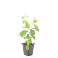 Cornus sanguineum 'Midwinter Fire' (Kornelkirsche) – 48 Pflanzen, Ø9 cm, 10–25 cm hoch