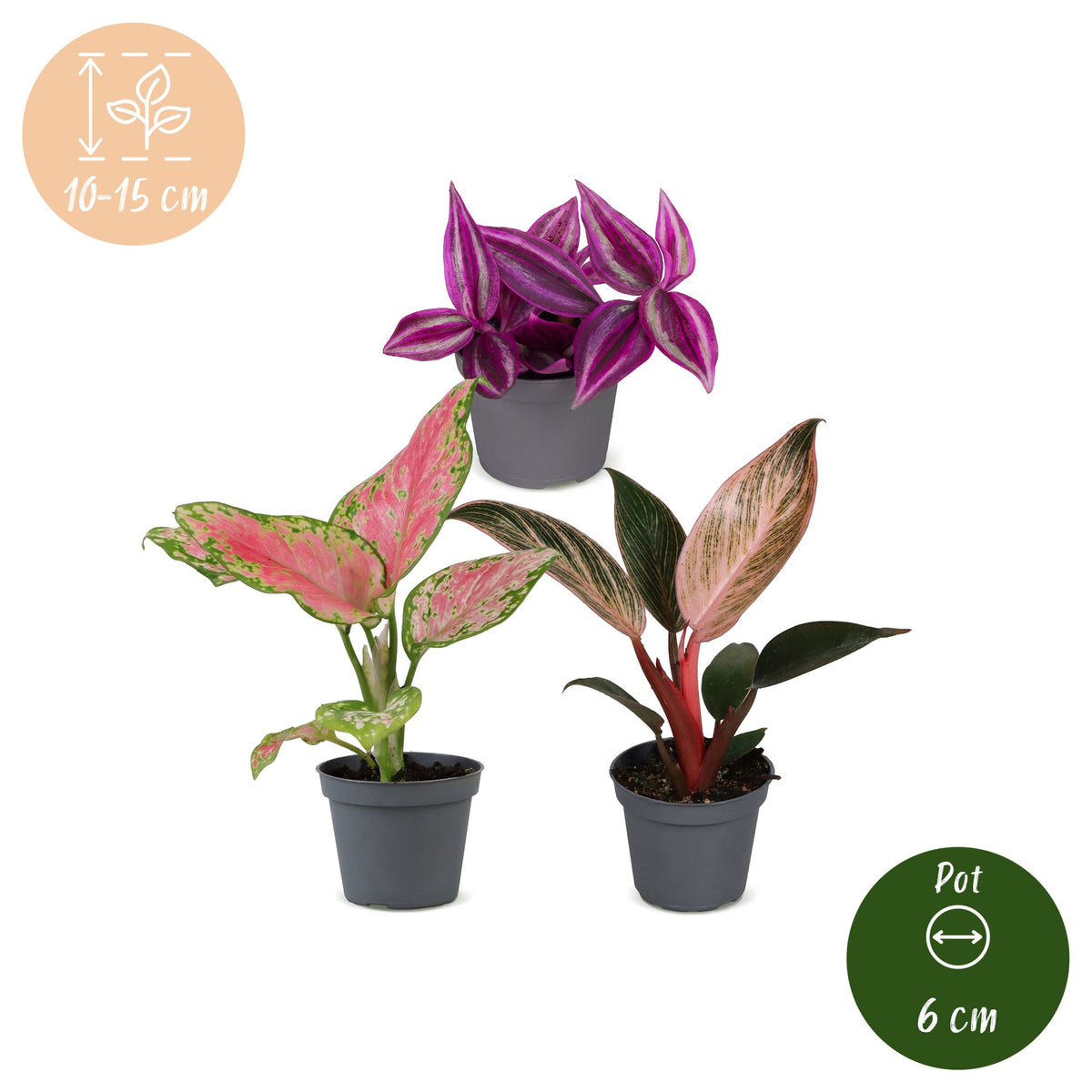 3× Baby Plants Paradise Mix – Ø6 cm, 10–15 cm tall – photo 5