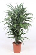 Dracaena Warneckei (drakenboom) – Ø27 cm, 100 cm hoog