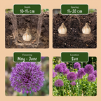 Iris 'Purple Sensation' – 30 bulbes (taille 10/12)