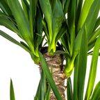 Yucca elephantipes met mand – Ø21 cm, 90–110 cm hoog
