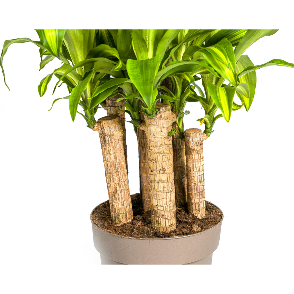Dracaena fragrans Massangeana Carrousel (Drachenbaum) – Ø 30 cm, 130–150 cm hoch