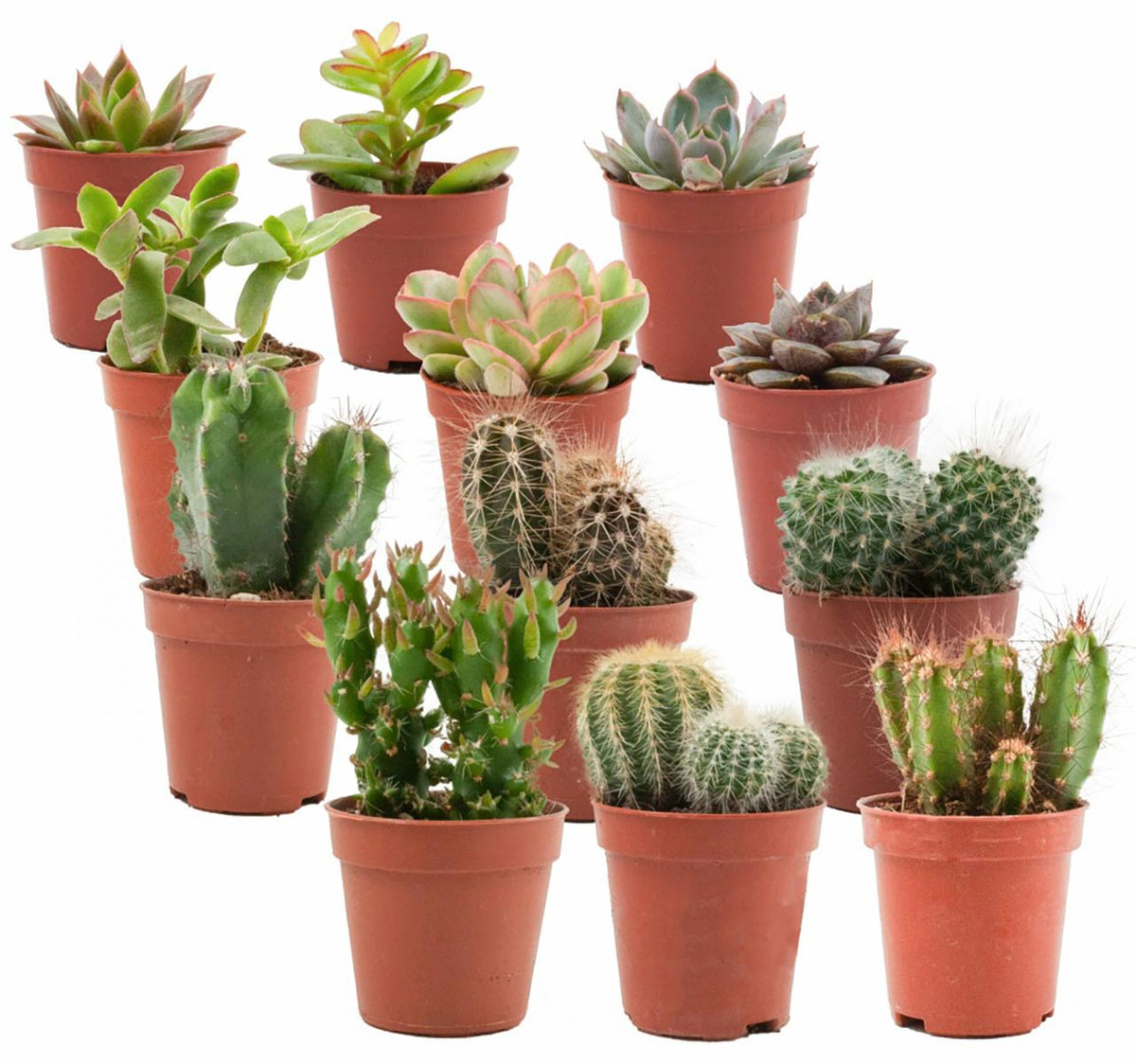 12× Mix aus echten Kakteen und Sukkulenten (Cactaceae) – Ø6 cm, 5–10 cm hoch