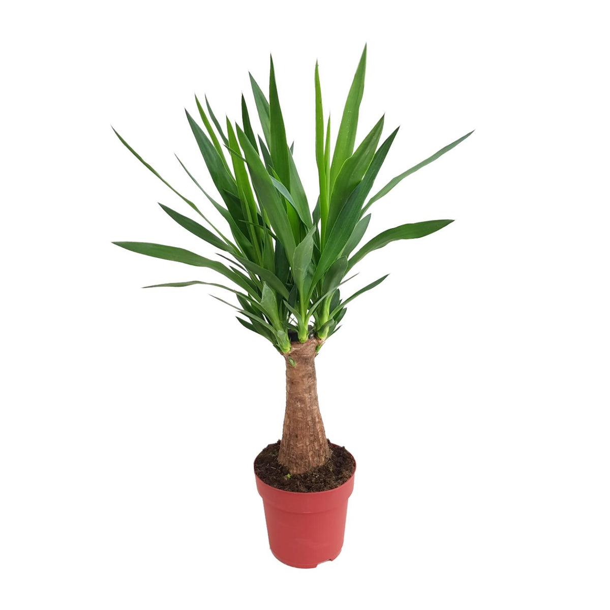 Yucca "Maya Tree" 30 Stamm – Ø19 cm, 80 cm hoch