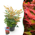 Nandina 'Gulfstream' (Himmlisches Bambus) – orange – Ø 17 cm, 45 cm hoch
