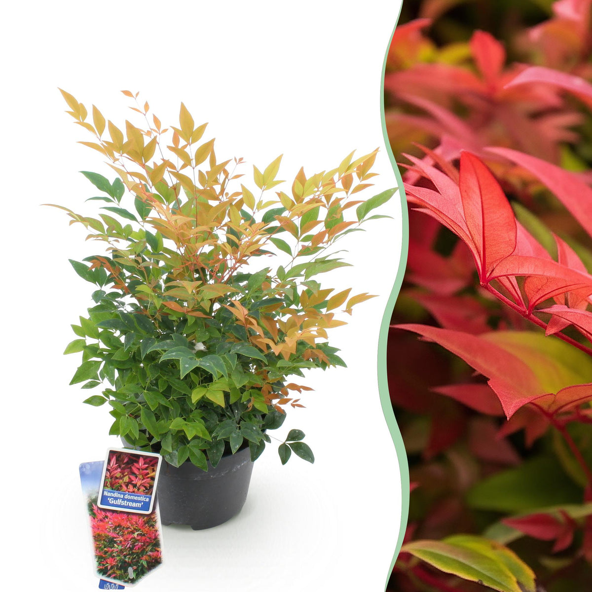 Nandina 'Gulfstream' (Himmlisches Bambus) – orange – Ø 17 cm, 45 cm hoch