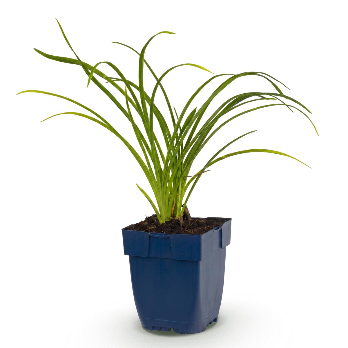 Hemerocallis 'Stella D’Oro' (daglelie) – geel – Ø11 cm, 15–25 cm hoog