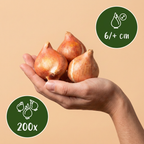 Tulpe 'Klein Schoon' – 200 Blumenzwiebeln (Zwiebelgröße 6/+)