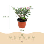 Buddleja davidii 'Butterfly Candy Little Pink' (vlinderstruik) – roze – Ø12 cm, 20–25 cm hoog