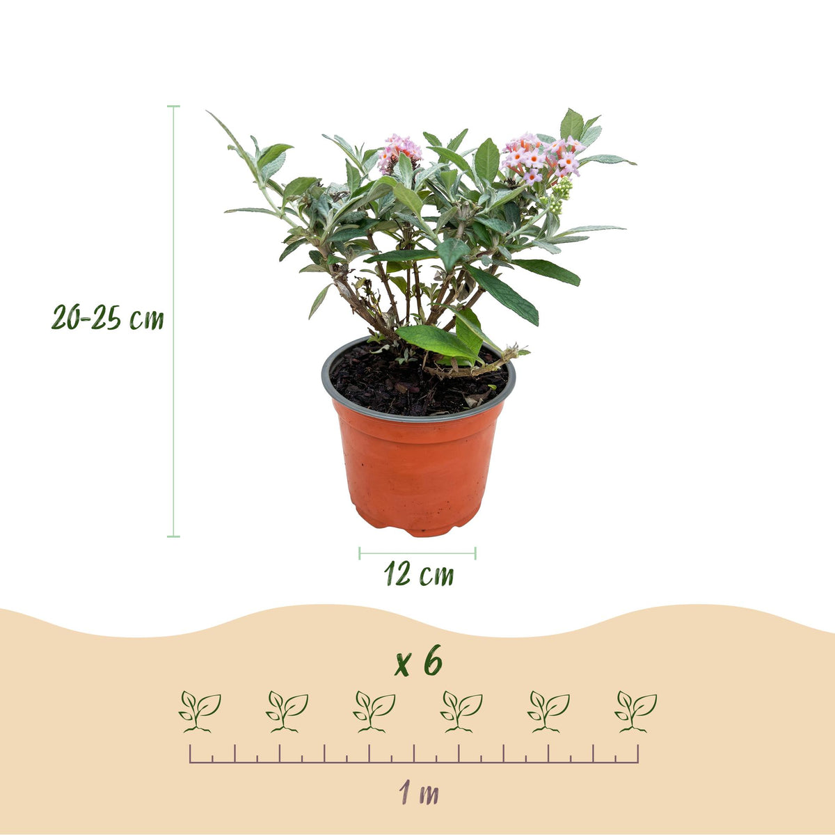 Buddleja davidii 'Butterfly Candy Little Pink' (vlinderstruik) – roze – Ø12 cm, 20–25 cm hoog