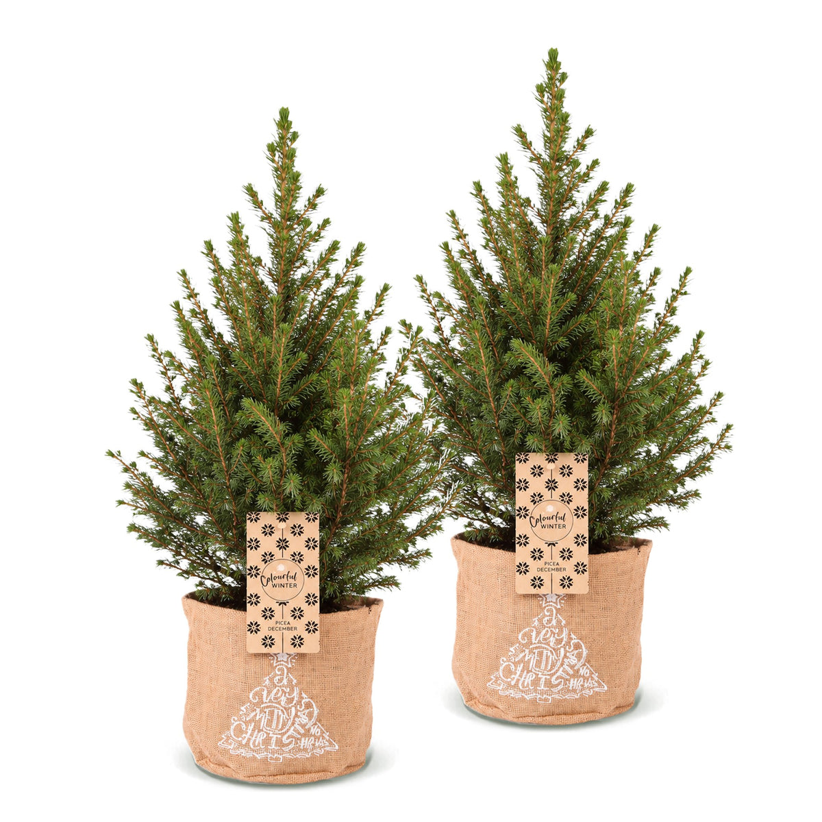 2× Picea glauca Conica (julegran) i jute sæk – Ø17 cm, 65 cm høj