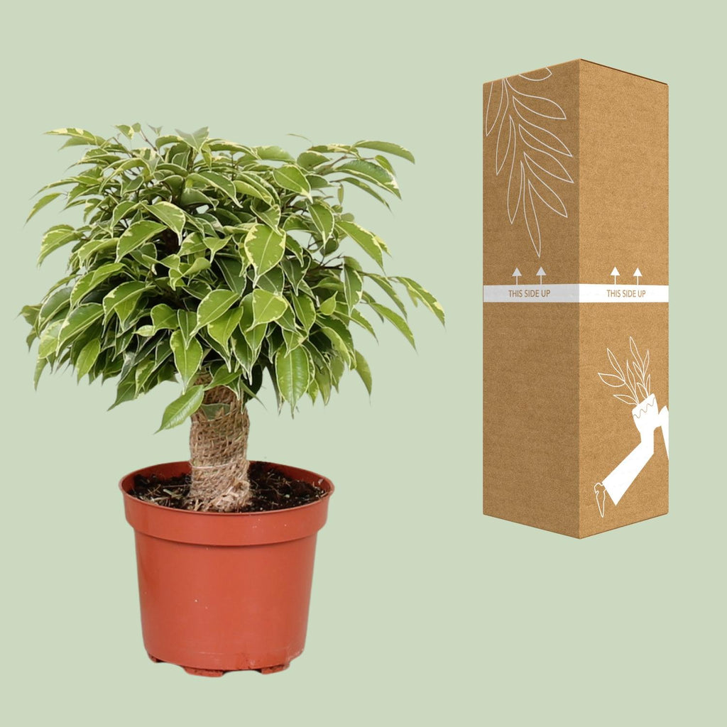 Ficus benjamina Kinky (Weihnachtsficus) – Ø 12 cm, 28 cm hoch