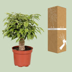 Ficus benjamina Kinky (Weihnachtsficus) – Ø 12 cm, 28 cm hoch