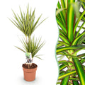 Dracaena Sunray (drakenboom) – Ø17 cm, 70–75 cm hoog