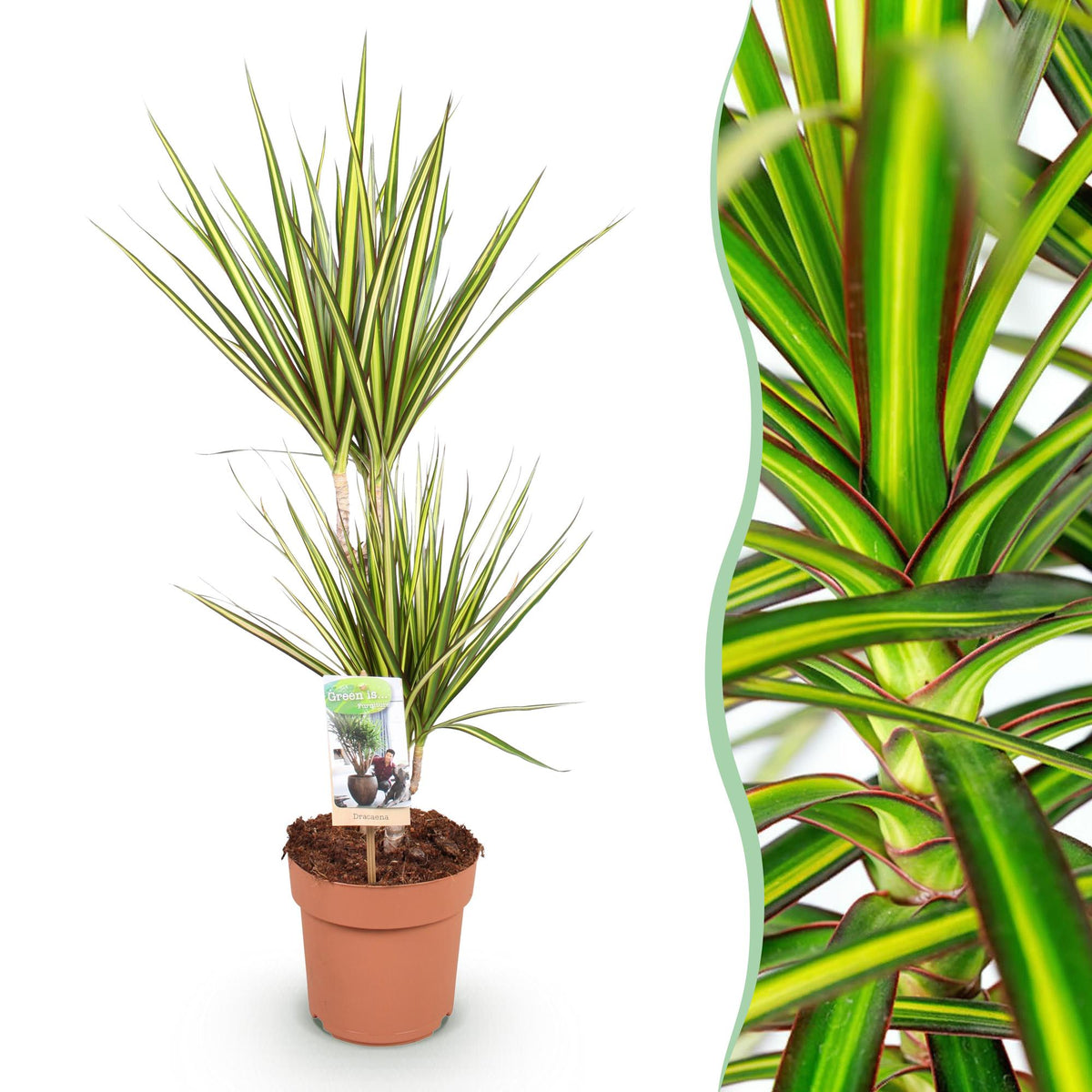 Dracaena Sunray (drakenboom) – Ø17 cm, 70–75 cm hoog