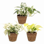 3× Epipremnum Tricolour (scindapsus) avec panier – Ø6 cm, 20–25 cm de haut