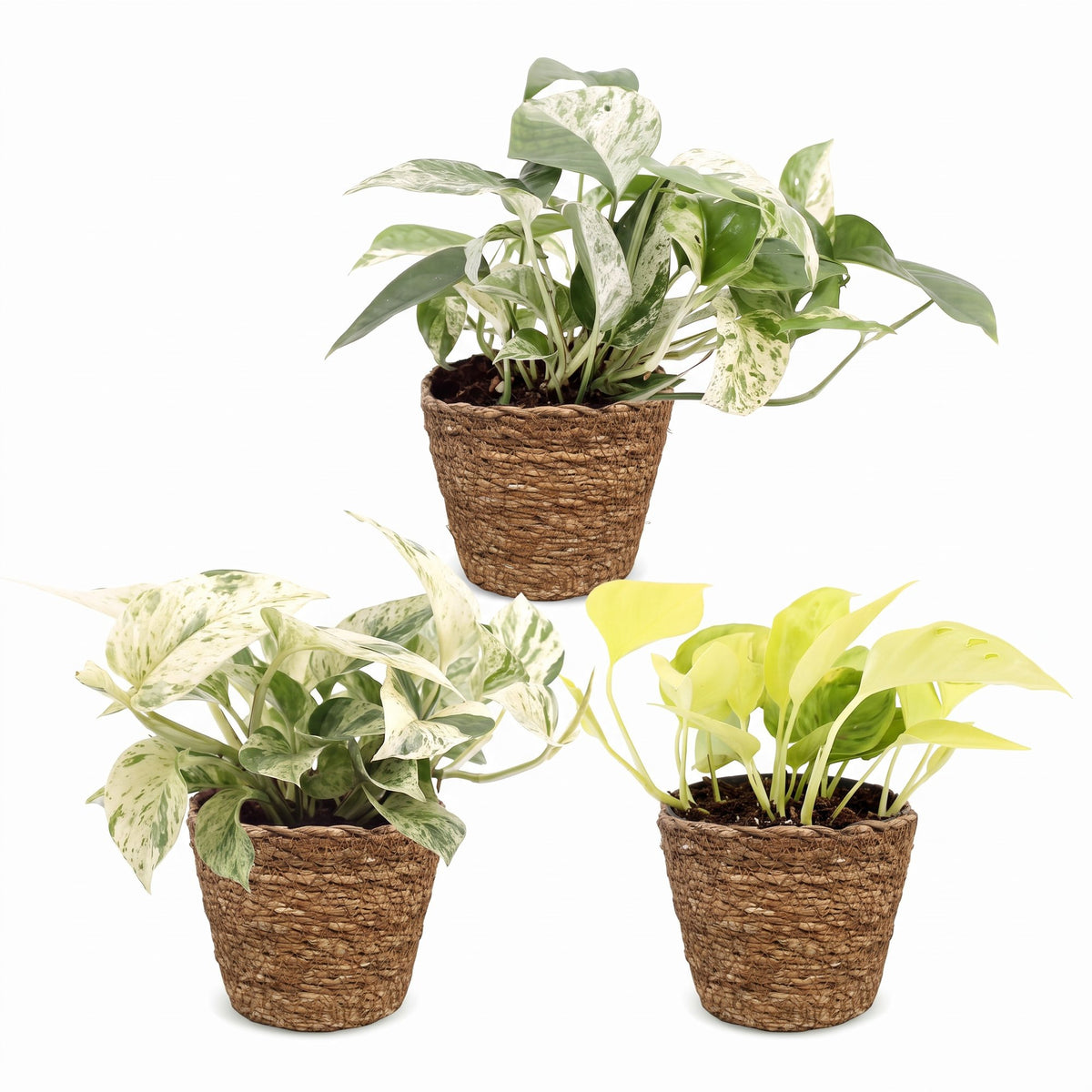 3× Epipremnum Tricolour (scindapsus) avec panier – Ø6 cm, 20–25 cm de haut