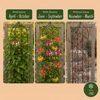 Lonicera 'Tricolour' (three-colored honeysuckle) – red-purple-orange-yellow – 3 plants, Ø9 cm, 35 cm high