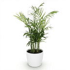 Goudpalm (Dypsis) in Potter-sierpot wit – Ø12 cm, 15 cm hoog