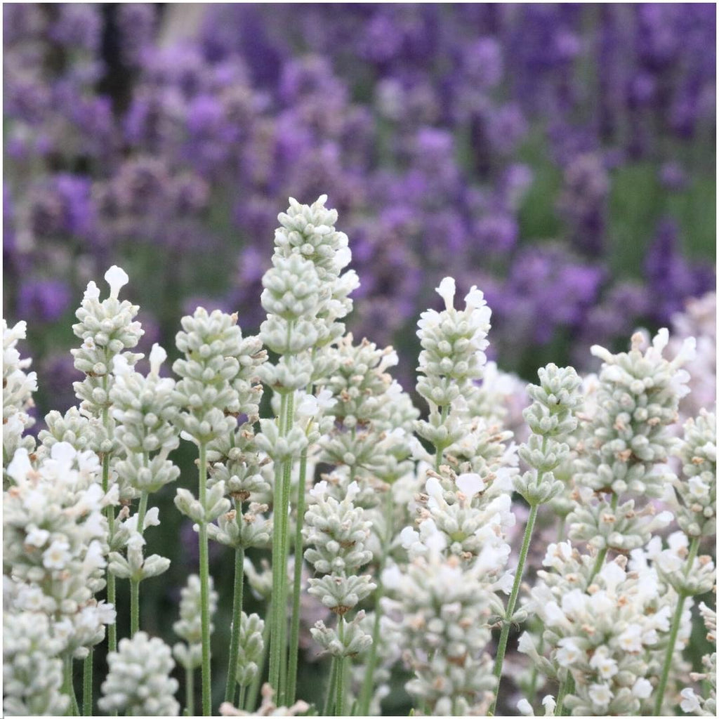 Lavender (Lavandula) – 72 plants, Ø7 cm, 15 cm high – white – photo 3