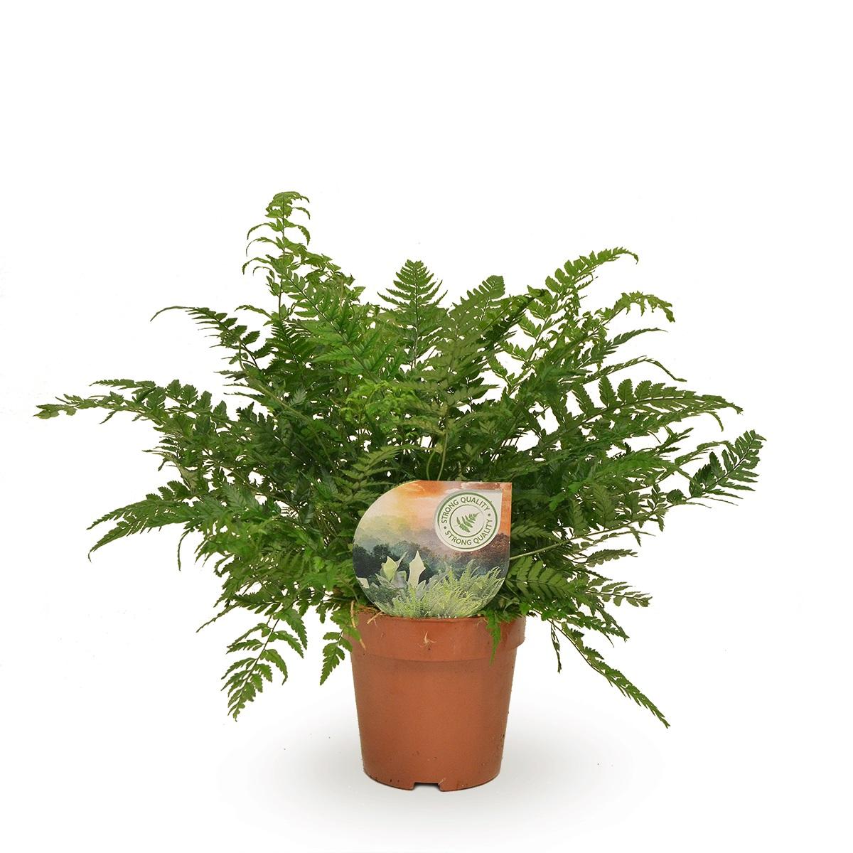 Farn – Ø 12 cm, 30 cm hoch