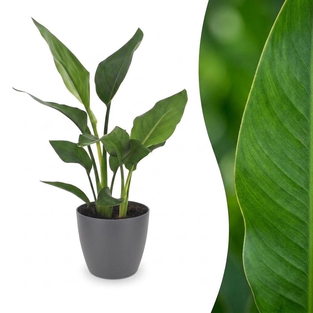 Strelitzia reginae (oiseau de paradis) en pot de décoration gris – Ø12 cm, 35 cm de haut