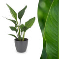 Strelitzia reginae (oiseau de paradis) en pot de décoration gris – Ø12 cm, 35 cm de haut