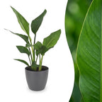 Strelitzia reginae (oiseau de paradis) en pot de décoration gris – Ø12 cm, 35 cm de haut