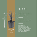 Liriope muscari 'Moneymaker' (lilyturf) – 6 plants, Ø9 cm, 10–25 cm high