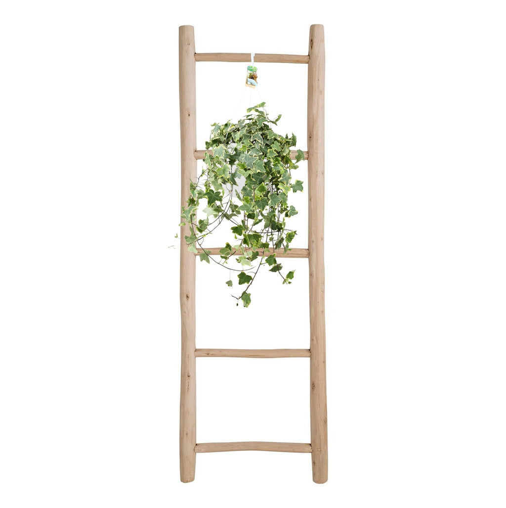 Hedera Helix Gold Child (klimop) – Ø24 cm