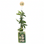Passiflora caerulea 'Constance Elliott' (passiflore) – blanc – 4 plantes, Ø9 cm, 35 cm de haut