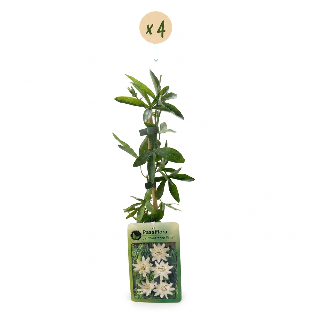 Passiflora caerulea 'Constance Elliott' (passiflore) – blanc – 4 plantes, Ø9 cm, 35 cm de haut – photo 2