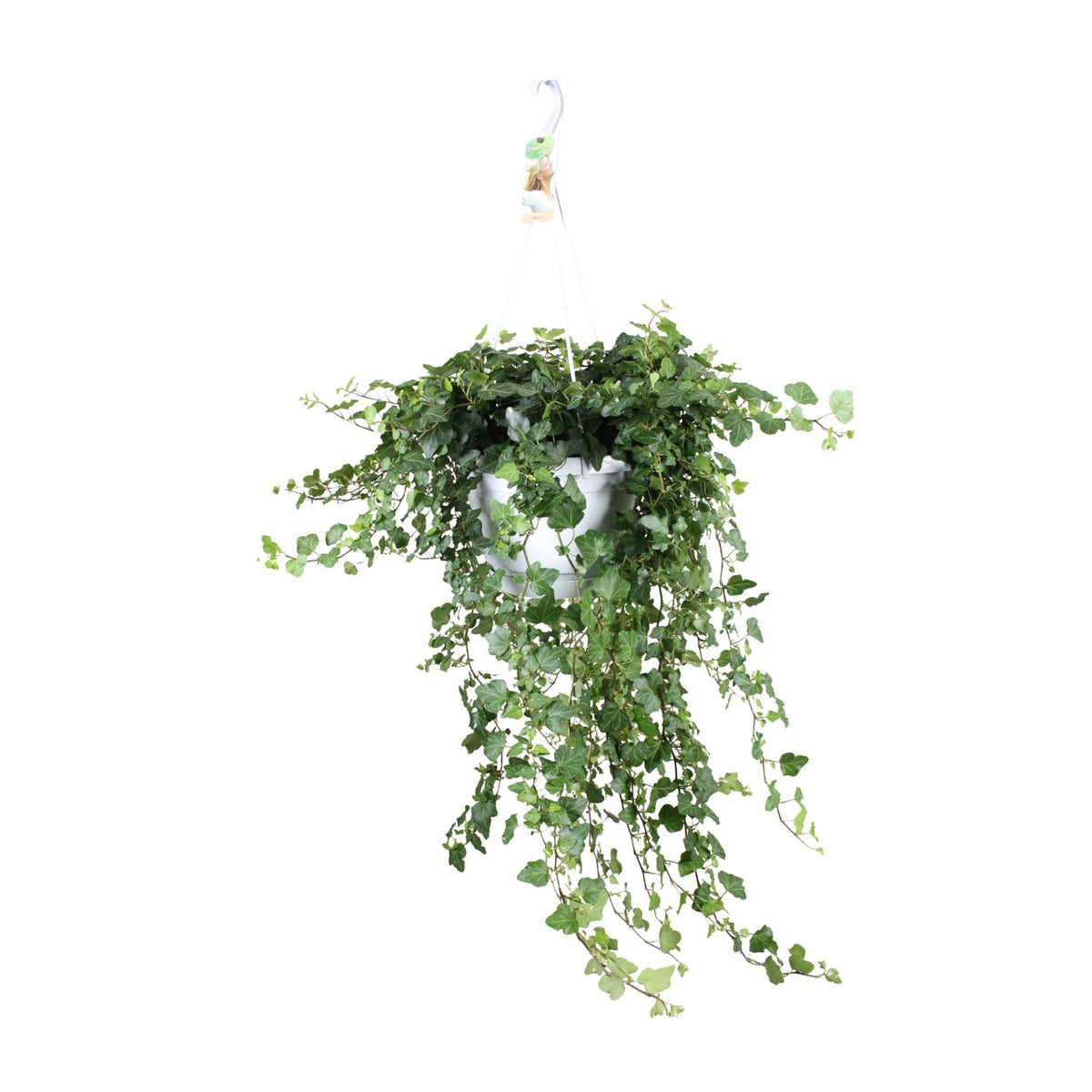 Hedera Wonder Green (klimop) – Ø24 cm, 70 cm hoog