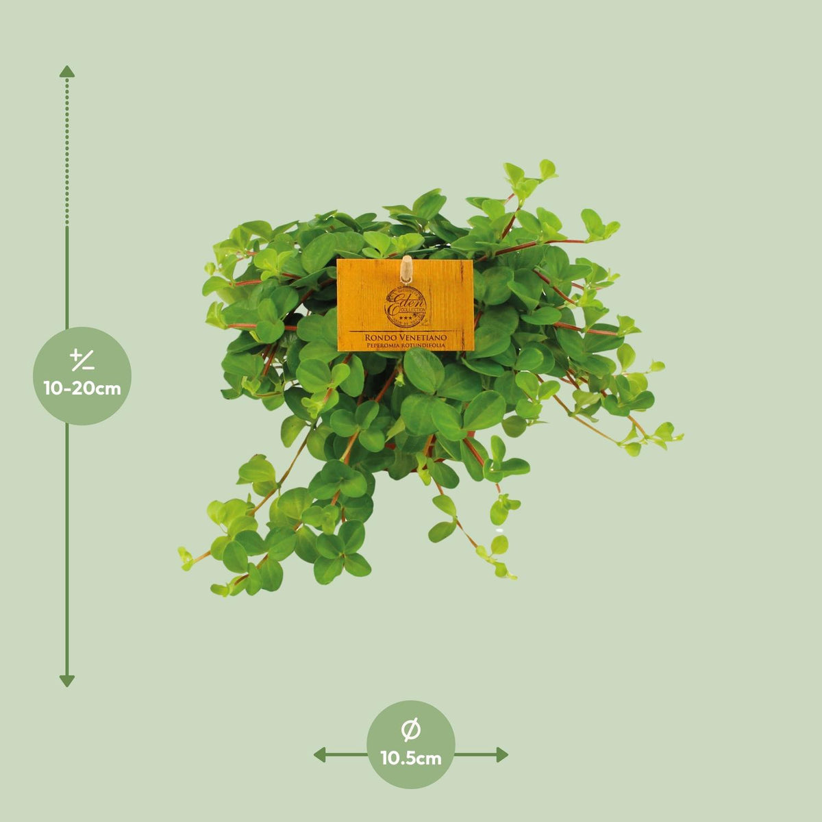Peperomia Rotundifolia – Ø11 cm, 15 cm de haut