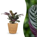 Ctenanthe burle-marxii (fishbone plant) in seagrass basket – Ø12 cm, 30 cm high