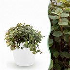 Callisia repens in Potter-sierpot wit – Ø12 cm, 17–20 cm hoog